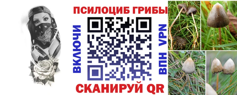 Псилоцибиновые грибы Psilocybe  Гулькевичи 